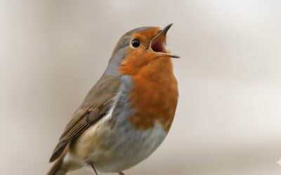 ¿Sabías que hay especies de aves muy, muy exóticas en El Verjón?